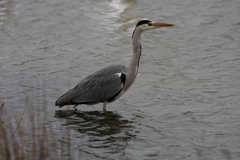 Héron cendré dans l'eau.JPG